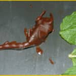 chocolate covered scorpion