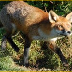 Fox with a Bucket of Chicken in Sight