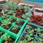 Carthay Center School Garden