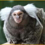 Common Marmoset
