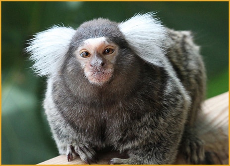 Common-Marmoset.jpg