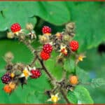 Wild Berries