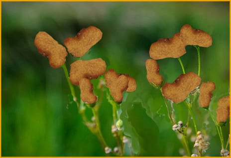Flowers=McNuggets