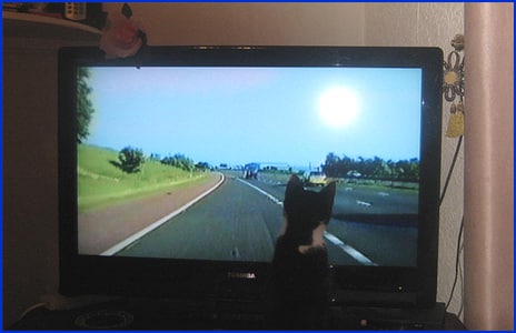 Kitten watching a police chase