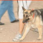 Mighty-Texas-Austin-Dog-Walk