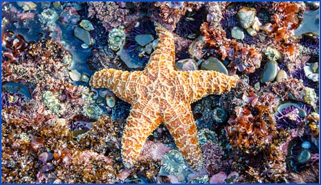 starfish