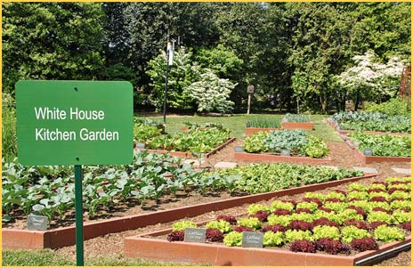 White House Kitchen Garden (1)