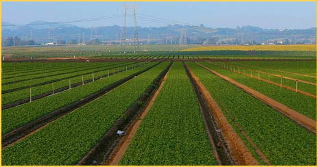 Monterey County agriculture