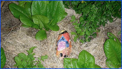 The slug trap in the vegetable garden