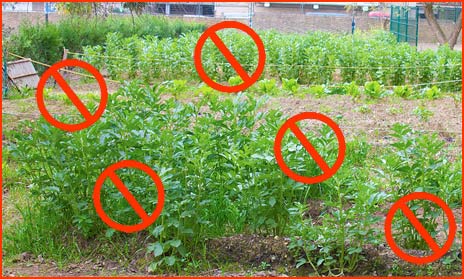 Vegetable patch