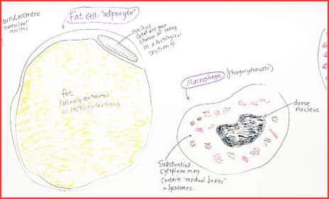 Connective Tissue -- Adipocyte