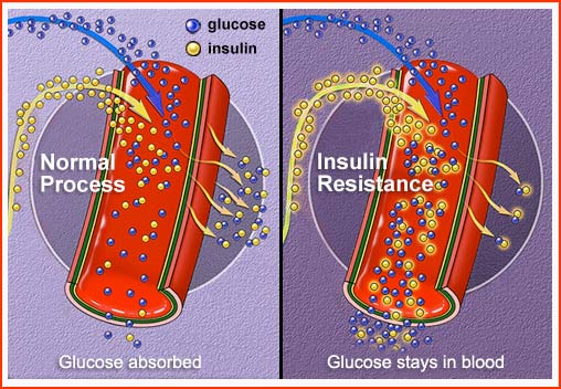Glucose and Insulin Flow in the Body