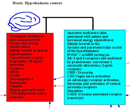 neurocircuits segment