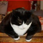 fat cat