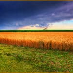Kansas Summer Wheat and Storm Panorama