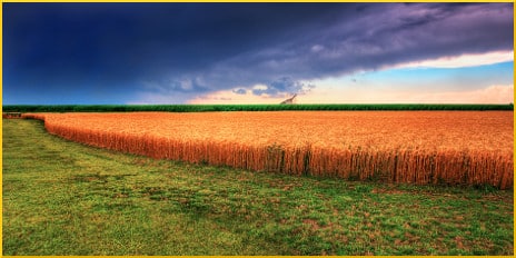 Kansas Summer Wheat and Storm Panorama