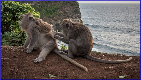 monkey scratching another monkey's back