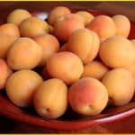 Fresh-picked apricots