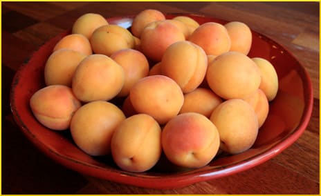 Fresh-picked apricots
