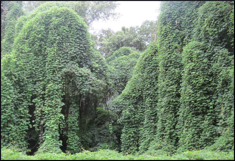 Kudzu takes over Spartanburg