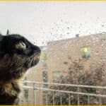 Noodle looking out the window