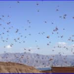 Locust