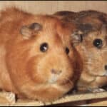 Fat Pigs