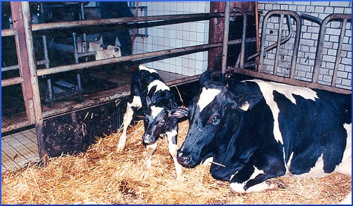 Spijkenisse - New-Born Calf