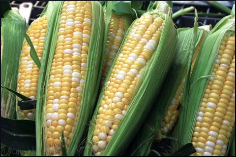 corn