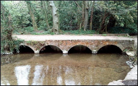 bridge-in-the-forest