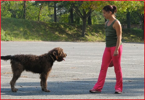 dog-playing-in-park