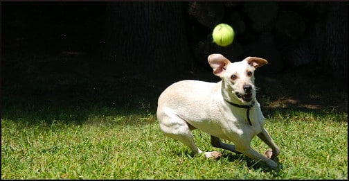 dog-playing-with-ball