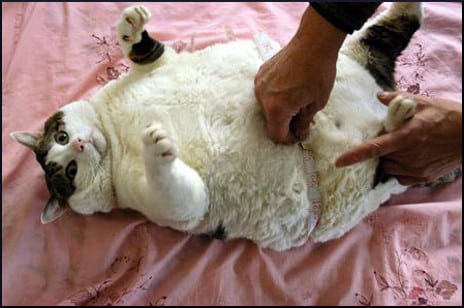 fat-cat-tape-measure