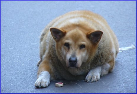 obese-canine