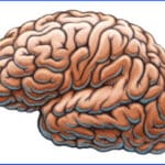 brain-illustration