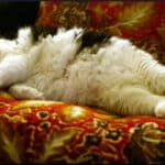 big-cat-sleeping