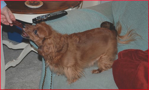 dachshund-getting-a-treat