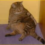 fat-orange-cat