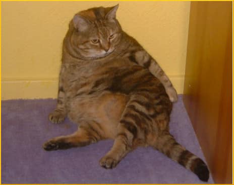 fat-orange-cat