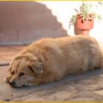 overweight-dog
