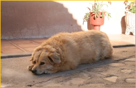 overweight-dog