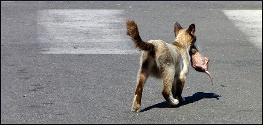 cat-carrying-a-kitten