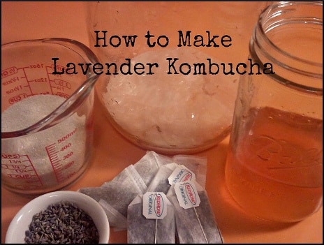 how-to-make-lavender-kombucha