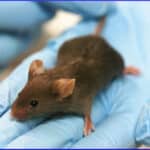 lab-mouse-on-gloved-hand