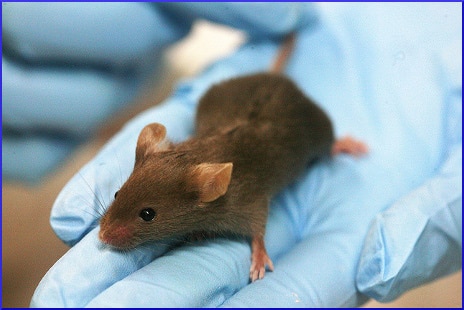 lab-mouse-on-gloved-hand