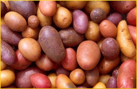 potatoes-closeup