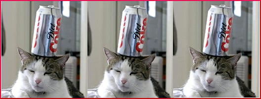 cat-with-coke-can-on-head
