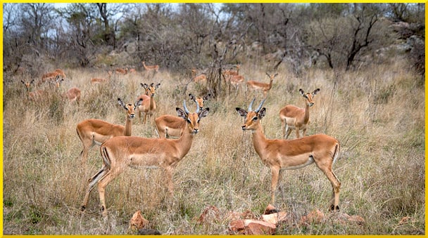 impala-herd