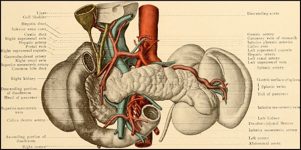 human-organs-vintage-illustration