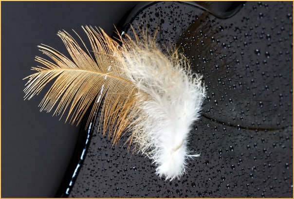 feather